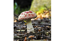 Red cup mushroom at the forest floor near Killarney